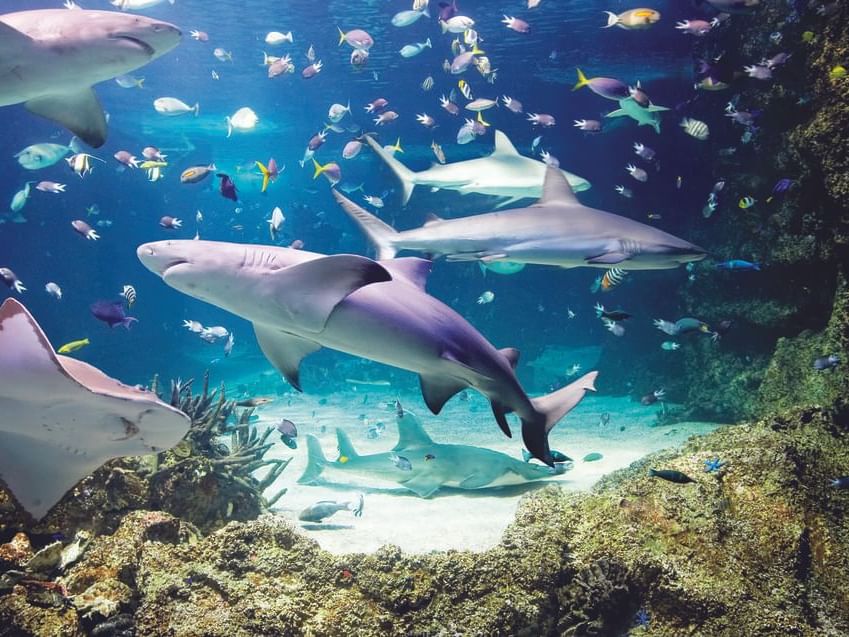Sydney Aquarium - 9 min walk